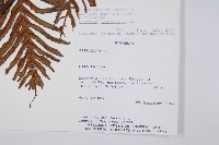 登錄號:P008486藏品圖，第2張