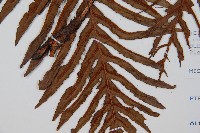 登錄號:P008486藏品圖，第3張