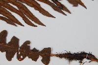 登錄號:P008486藏品圖，第4張