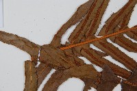 登錄號:P008486藏品圖，第5張