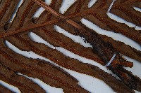 登錄號:P008486藏品圖，第6張