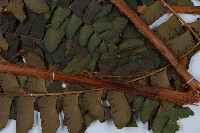 登錄號:P008487藏品圖，第3張