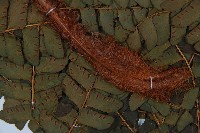 登錄號:P008487藏品圖，第5張