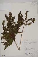 登錄號:P008488藏品圖，第1張