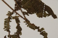 登錄號:P008488藏品圖，第3張