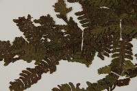 登錄號:P008488藏品圖，第4張