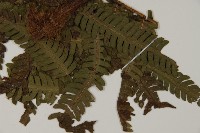 登錄號:P008488藏品圖，第5張