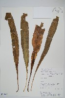 登錄號:P008490藏品圖，第1張