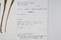 登錄號:P008490藏品圖，第2張