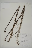 登錄號:P008491藏品圖，第1張