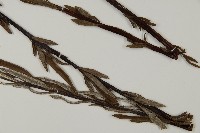 登錄號:P008491藏品圖，第3張