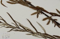 登錄號:P008491藏品圖，第4張