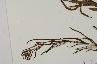 登錄號:P008491藏品圖，第5張