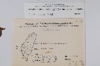 車前蕨藏品圖，第2張