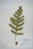 槲蕨藏品圖，第1張