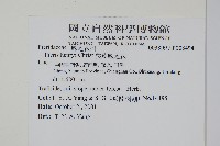 狹葉鳳尾蕨藏品圖，第2張