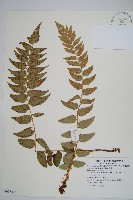 貫眾蕨藏品圖，第1張