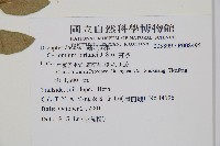 貫眾蕨藏品圖，第2張