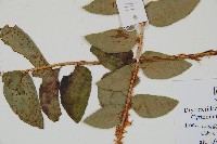 貫眾蕨藏品圖，第3張