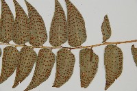 貫眾蕨藏品圖，第4張