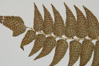 貫眾蕨藏品圖，第5張