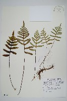 紫柄假瘤蕨藏品圖，第1張