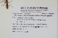 紫柄假瘤蕨藏品圖，第2張