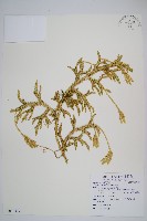 石松藏品圖，第1張