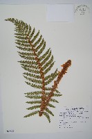 尖葉耳蕨藏品圖，第1張