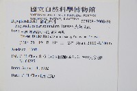 尖葉耳蕨藏品圖，第2張