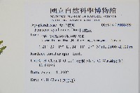 柄囊蕨藏品圖，第2張