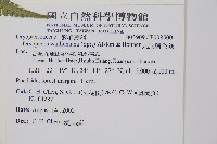 瓦氏鱗毛蕨藏品圖，第2張