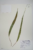 粵瓦葦藏品圖，第1張