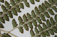 斜方複葉耳蕨藏品圖，第5張