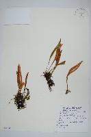 中國石葦藏品圖，第1張