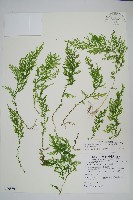 玉山卷柏藏品圖，第1張