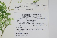 玉山卷柏藏品圖，第2張