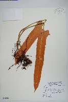 盧山石葦藏品圖，第1張