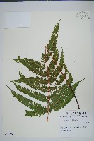 有刺鳳尾蕨藏品圖，第1張