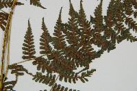 川上氏雙蓋蕨藏品圖，第6張