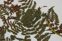 川上氏雙蓋蕨藏品圖，第7張