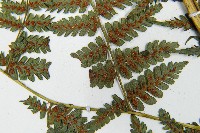 川上氏雙蓋蕨藏品圖，第8張