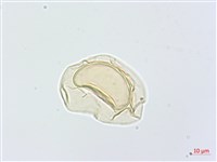 川上氏雙蓋蕨藏品圖，第4張