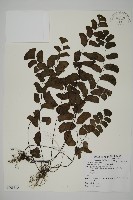 半月形鐵線蕨藏品圖，第1張