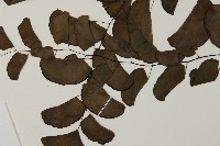 半月形鐵線蕨藏品圖，第5張