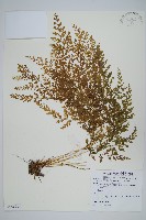 金粉蕨藏品圖，第1張