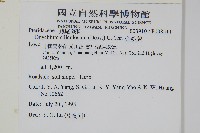 金粉蕨藏品圖，第2張