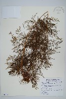 金粉蕨藏品圖，第1張