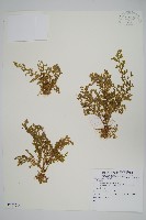 登錄號:P008514藏品圖，第1張