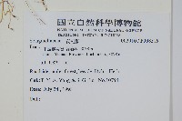 生根卷柏藏品圖，第2張